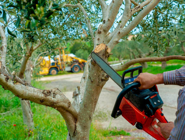 Residential Tree Removal in Ardmore, AL